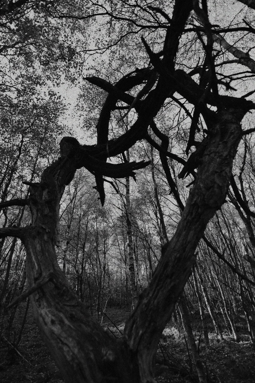 woodlandcreatureIV_scaled