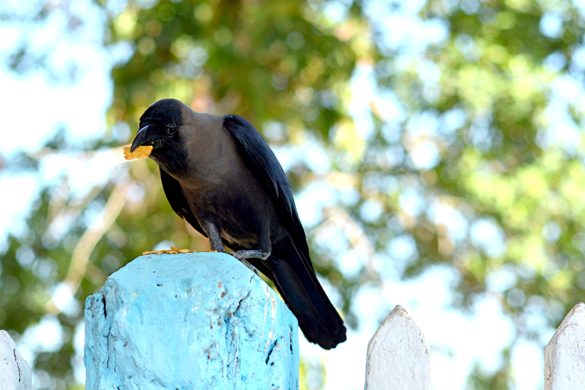 viewsIV_1_wb_scaled_sch